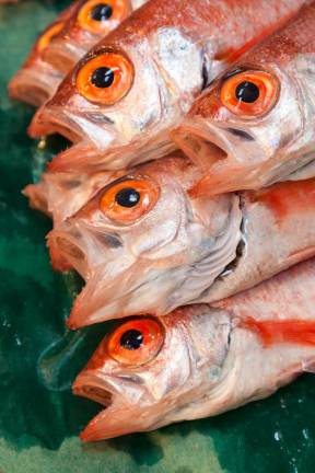 Oweston sting fish for sale at Tsukiji Fishmarket, Tokyo, Japan.