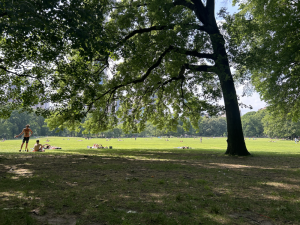 <b>Central Park offers many great spots to cool down in the shade of the trees. </b>