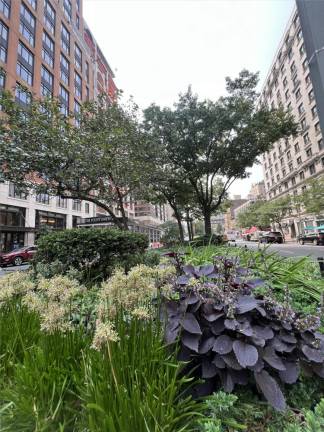 Trees provide cool and shade to passersby especially in New York’s heat wave.