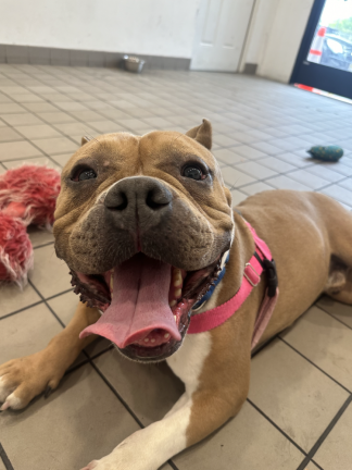 Ziggy, one of the dogs in custody of Second Chance, is awaiting adoption. Second Chance took in upwards of 25 dogs from municipal organizations to help alleviate the stress of the animal shelter crisis in NYC.