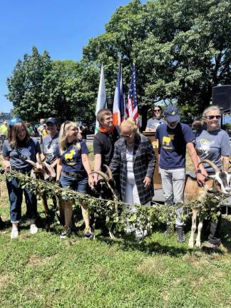 <b>The goats’ first day of work was accompanied by supporters of the initiative and members of the Riverside Park Conservancy. </b>