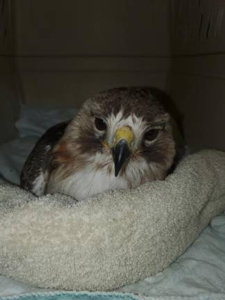 Pale Male, Hawk That Stole Central Park’s Heart, Reportedly Dead At 33