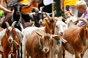 <b>The herd of goats preparing to start their summer of work in Riverside Park.</b>
