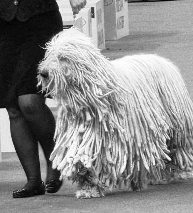 Long haired dog ready for close-up at Madison Square Garden.