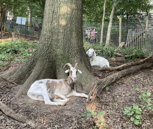<b>Two goats lounge around, taking a break from their hard work munching invasive species in Riverside Park. </b>
