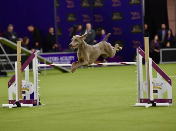 Dog leaping over hurdle at the 149th Westminster Kennel Club Dog Show.