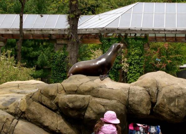 Little girl watching the seals in Central Park Zoo