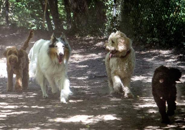 Morningside Park Dog Run