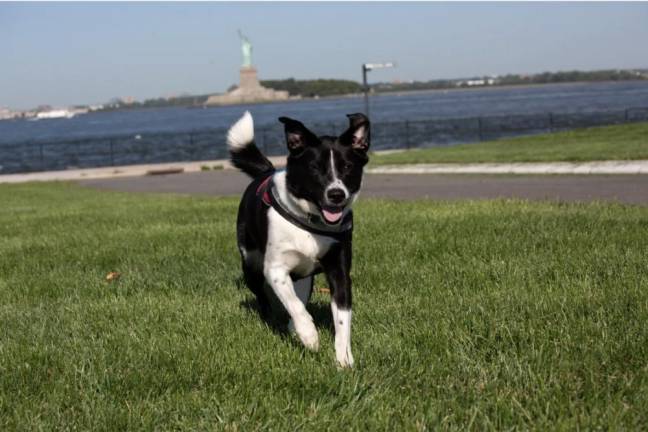 Reed works to keep geese off Governors Island, Aug. 22, 2024.