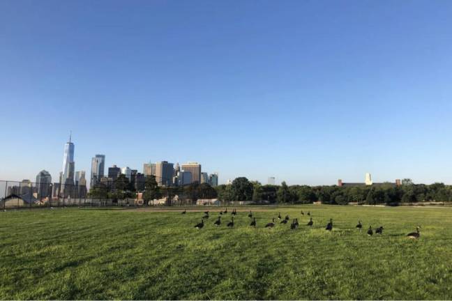 Geese hang out on Governors Island, Aug. 13, 2024.