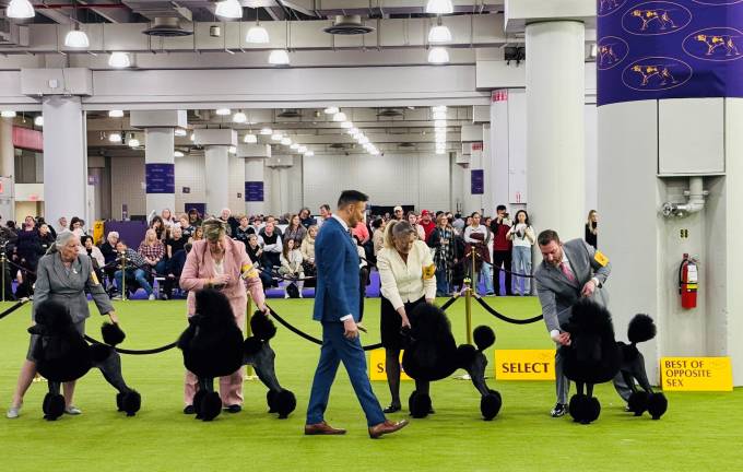 French poodles being judged at Westminister Kennel Club Dog Show at the Javits Convention Center.