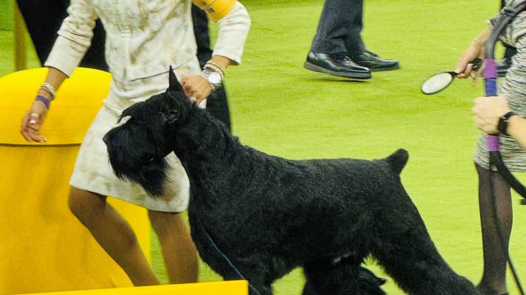 Katherine Bernardin and her dog Monty the Giant Schnauzer, Winner of Best in Show at 149th Annual Westminster Kennel Club Dog Show.